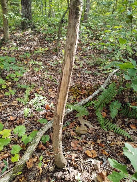 Courthouse Acres
