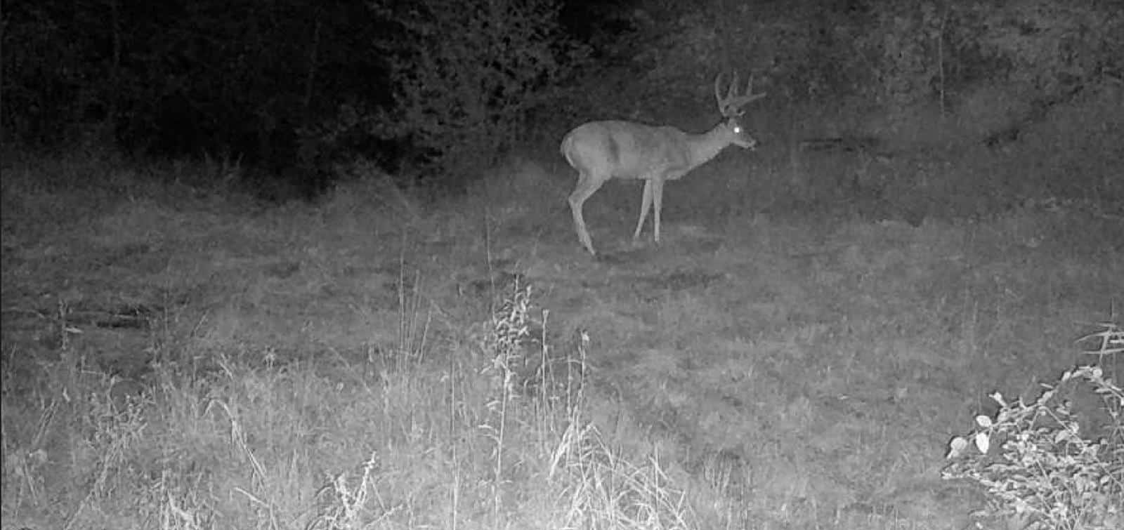 Quaker Fork Hunting