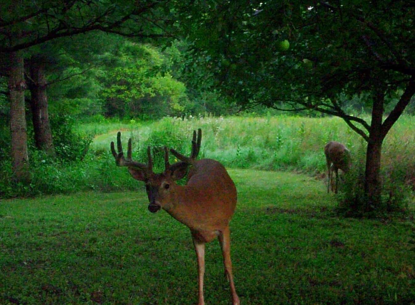 Hunt November 1st-November 14th