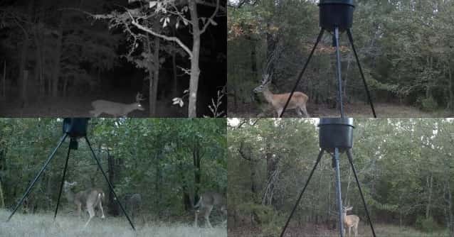 Spring Turkey Hunting