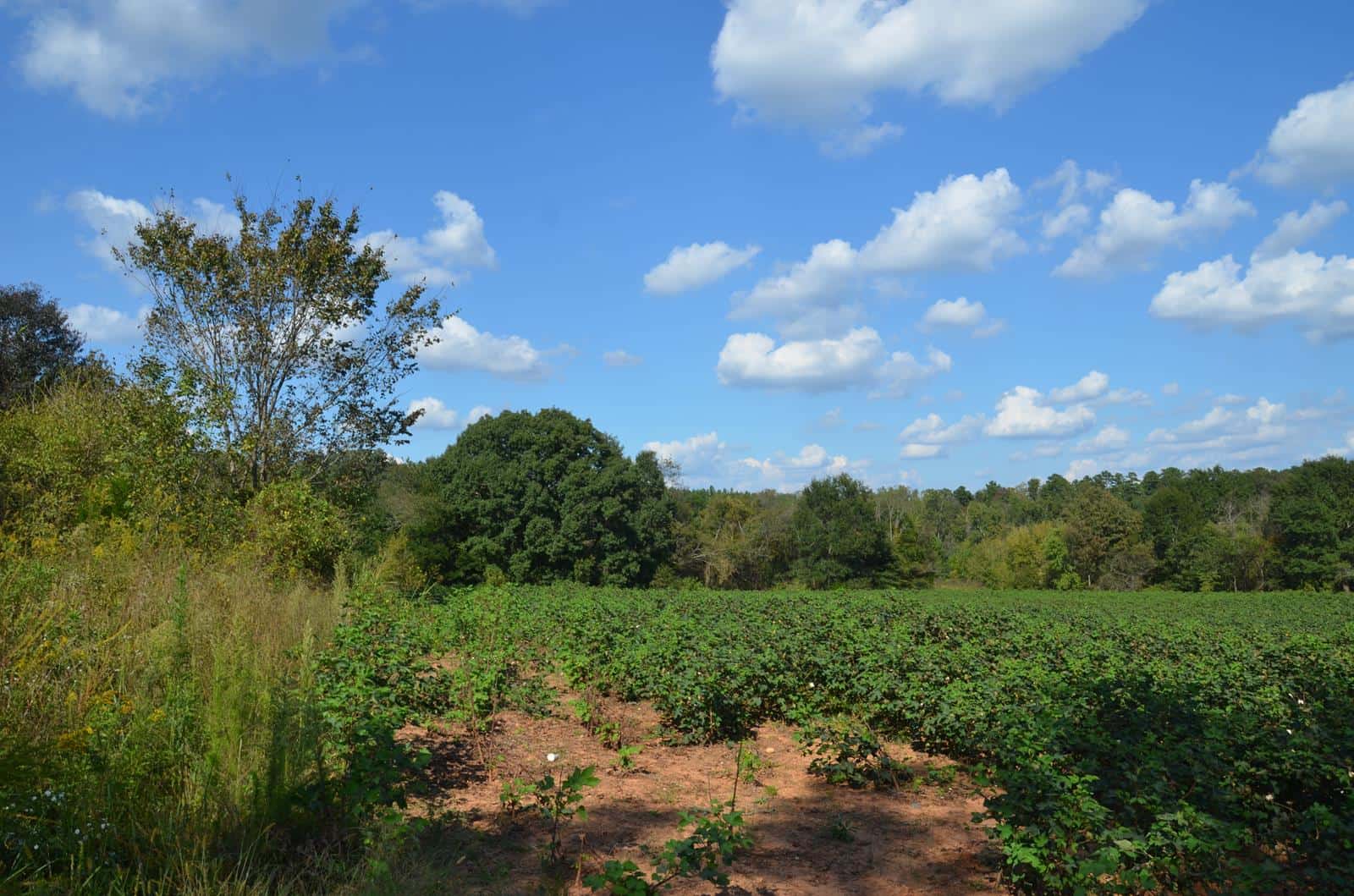 Epple Acres