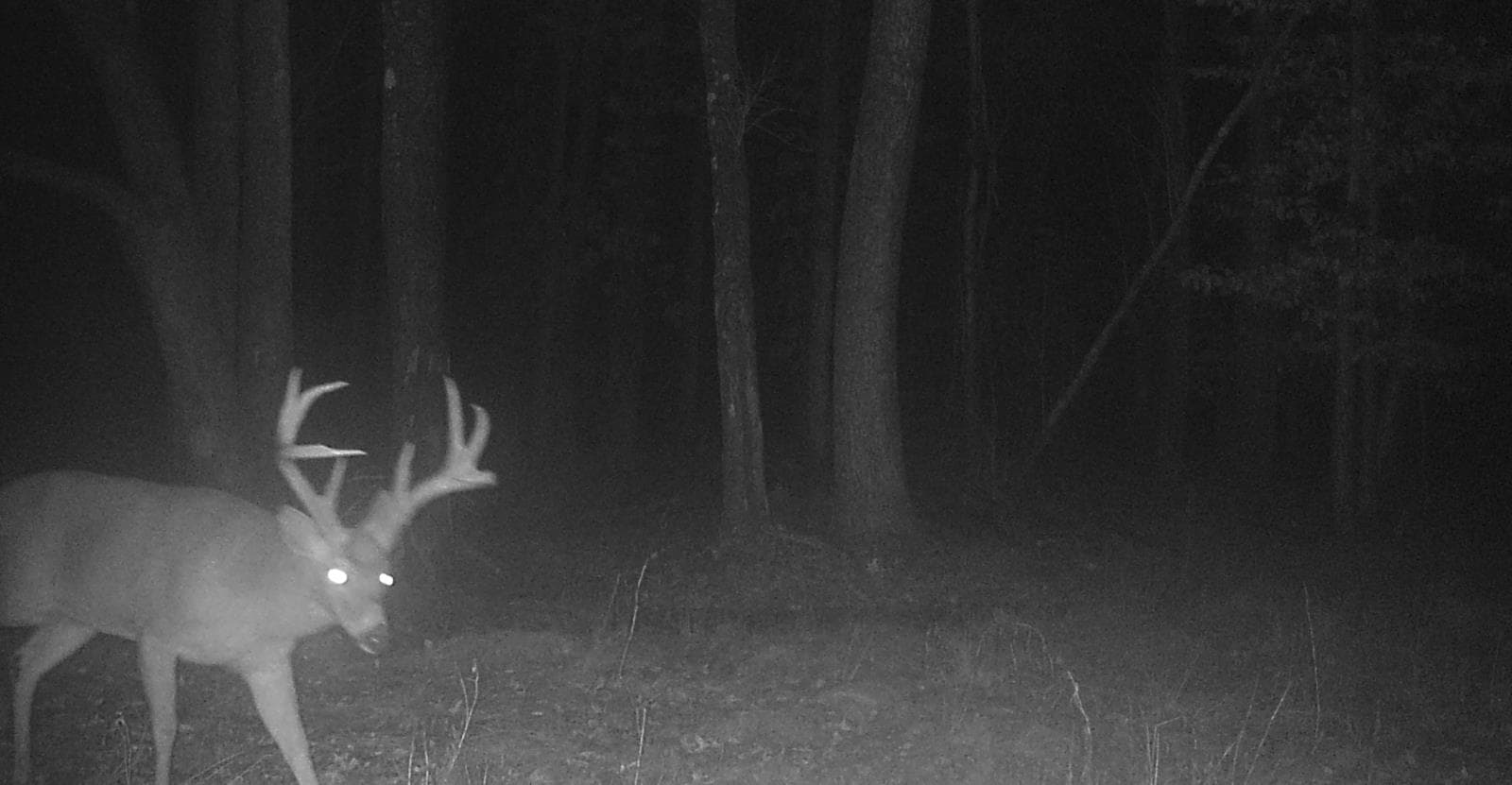 Seasonal & annual hunting leases
