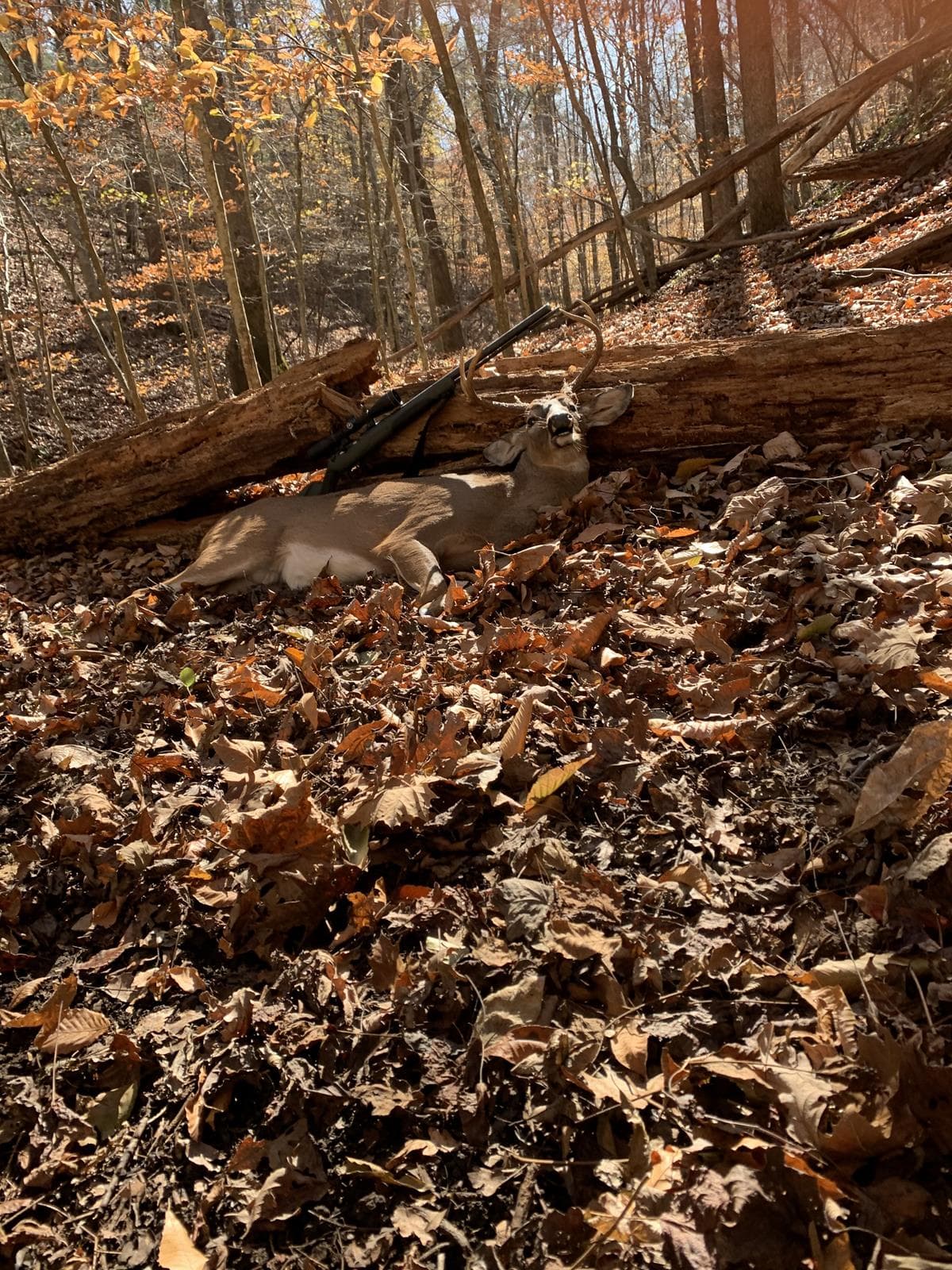 Poplar Ridge Farm - Photo 1