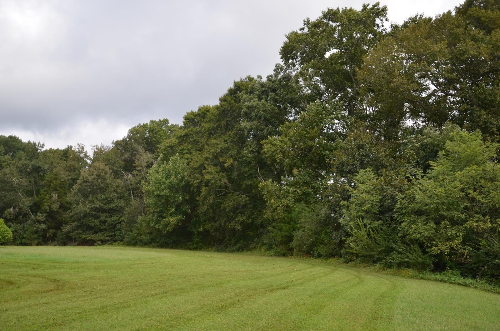 Tidewater Deer Forest - Photo 1